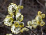 Salix caprea