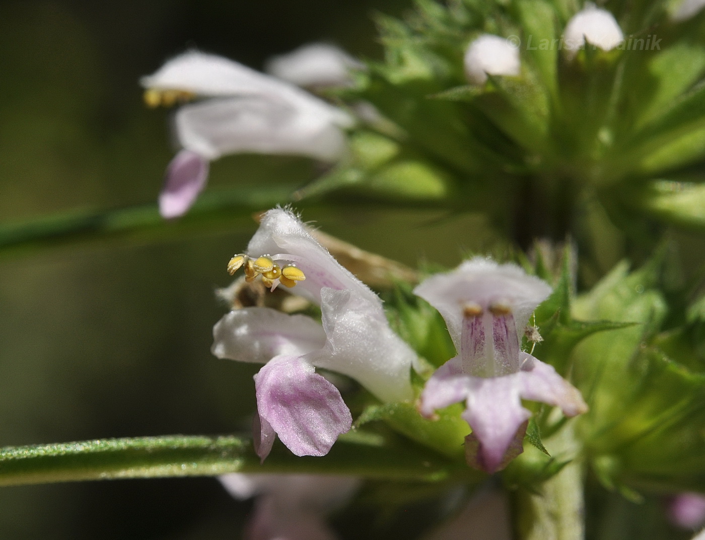 Изображение особи Leonurus japonicus.