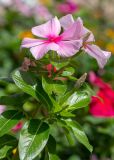 Catharanthus roseus. Верхушка побега с цветками и бутонами. Израиль, г. Бат-Ям, в культуре. 04.10.2022.