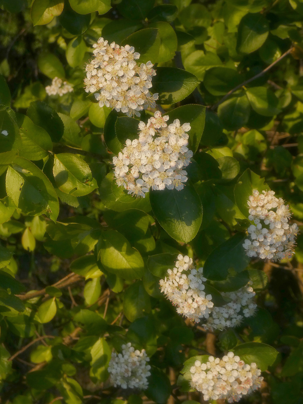 Изображение особи &times; Sorbaronia mitschurinii.