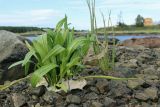 Tripolium pannonicum subspecies tripolium. Вегетирующее растение в сообществе с Triglochin maritimum; на камнях и побегах триостренника - плёнка засохших нитчатых водорослей. Мурманская обл., Кандалакшский р-н, окр. с. Ковда у дамбы; лев. берег р. Ковда близ эстуария, каменистая литораль. 05.08.2022.