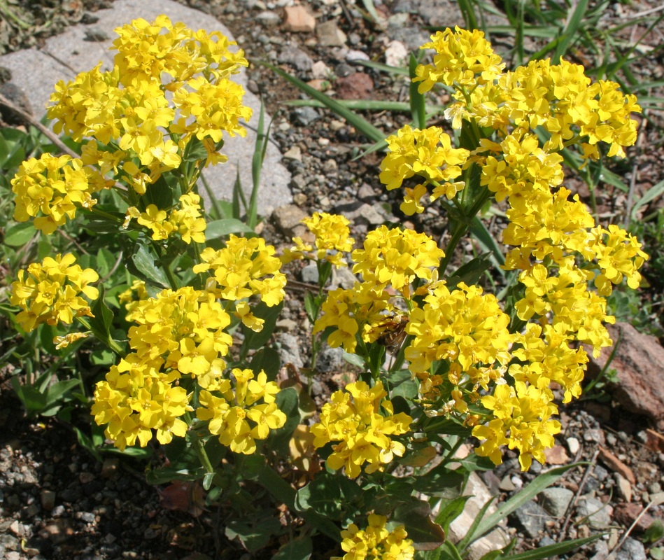 Image of genus Barbarea specimen.