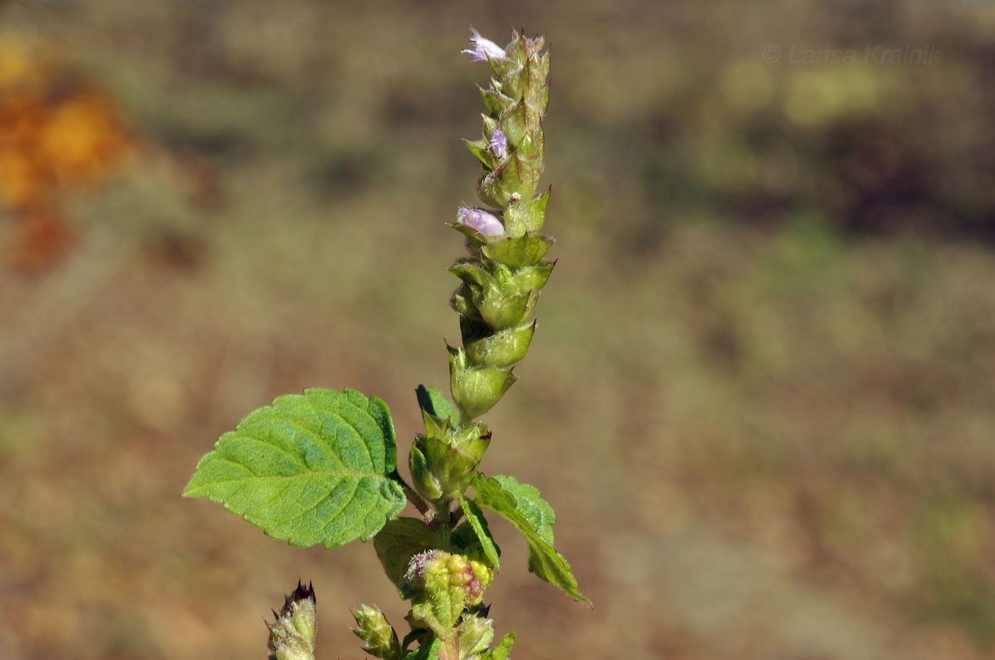 Image of Elsholtzia pseudocristata specimen.