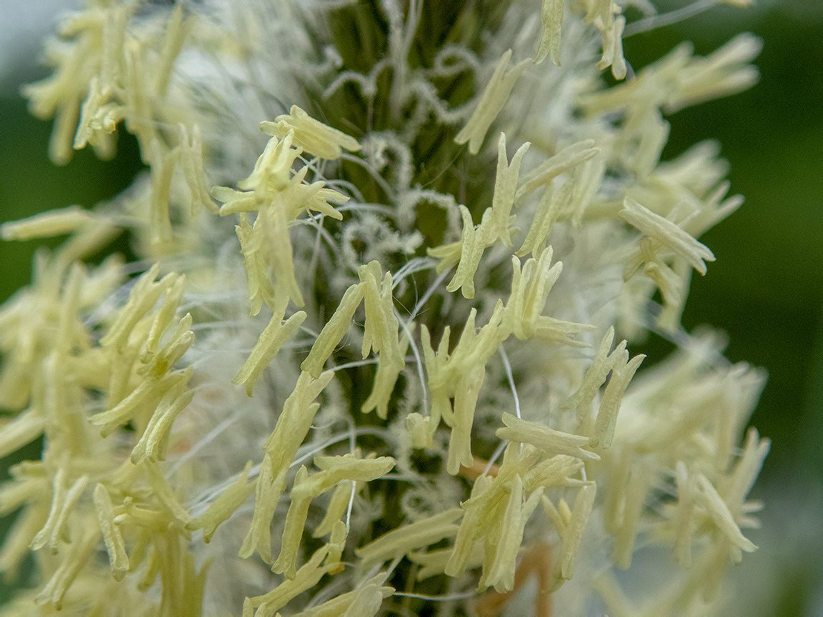 Image of Alopecurus pratensis specimen.