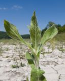 Epilobium hirsutum. Верхушка побега (видна абаксиальная поверхность листьев). Краснодарский край, Крымский р-н, окр. станицы Гладковская, обсохшее дно пруда. 03.06.2018.