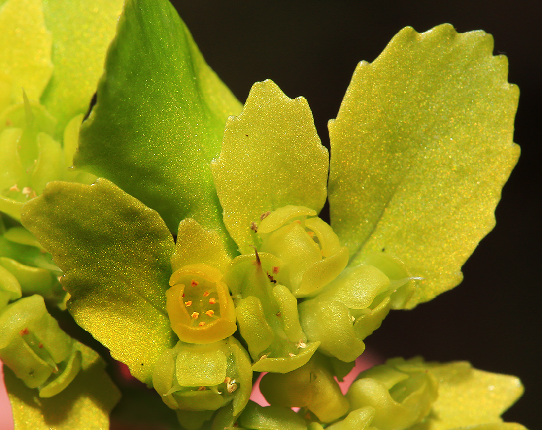 Image of Chrysosplenium pseudofauriei specimen.