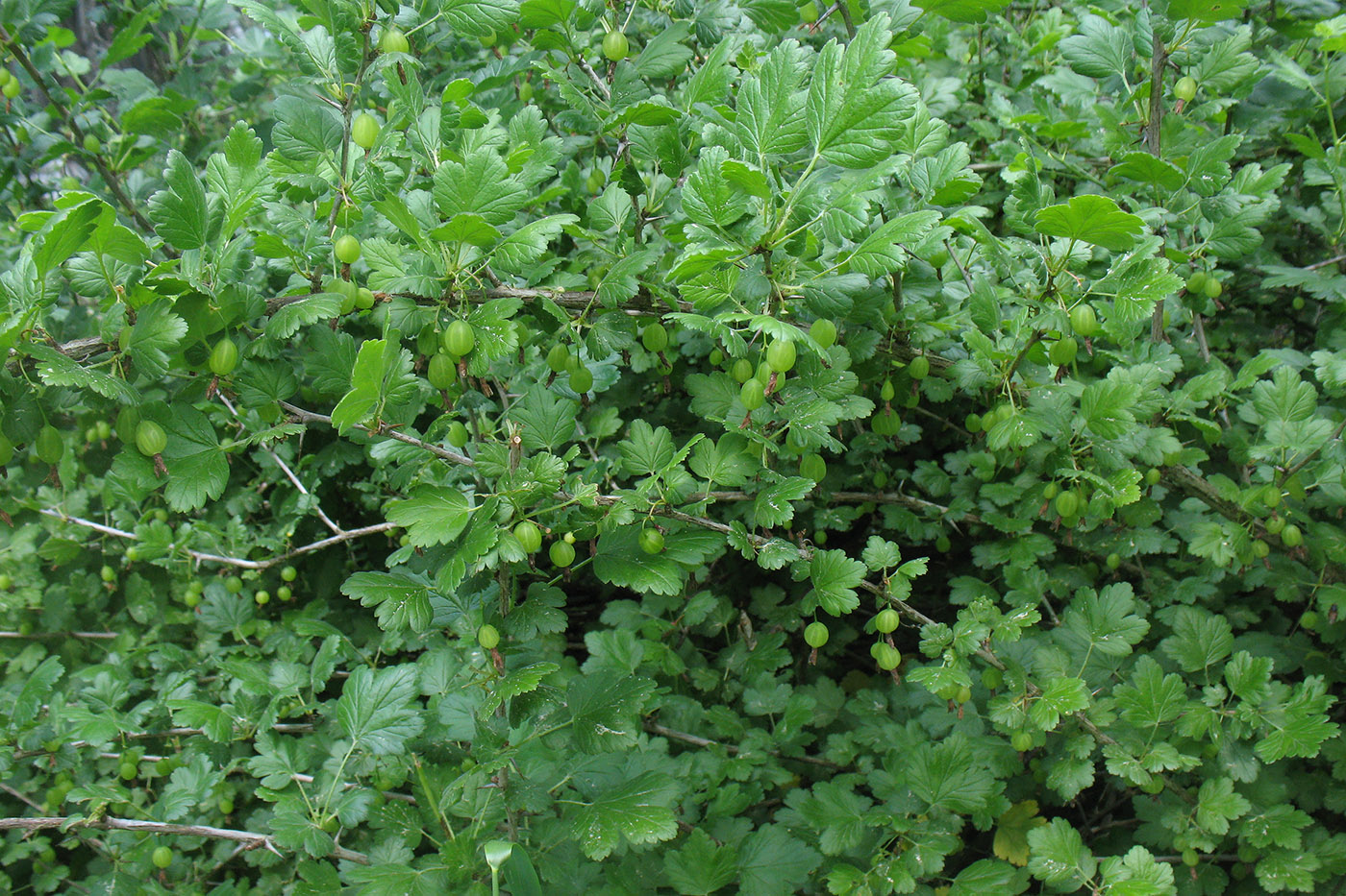 Image of Grossularia divaricata specimen.