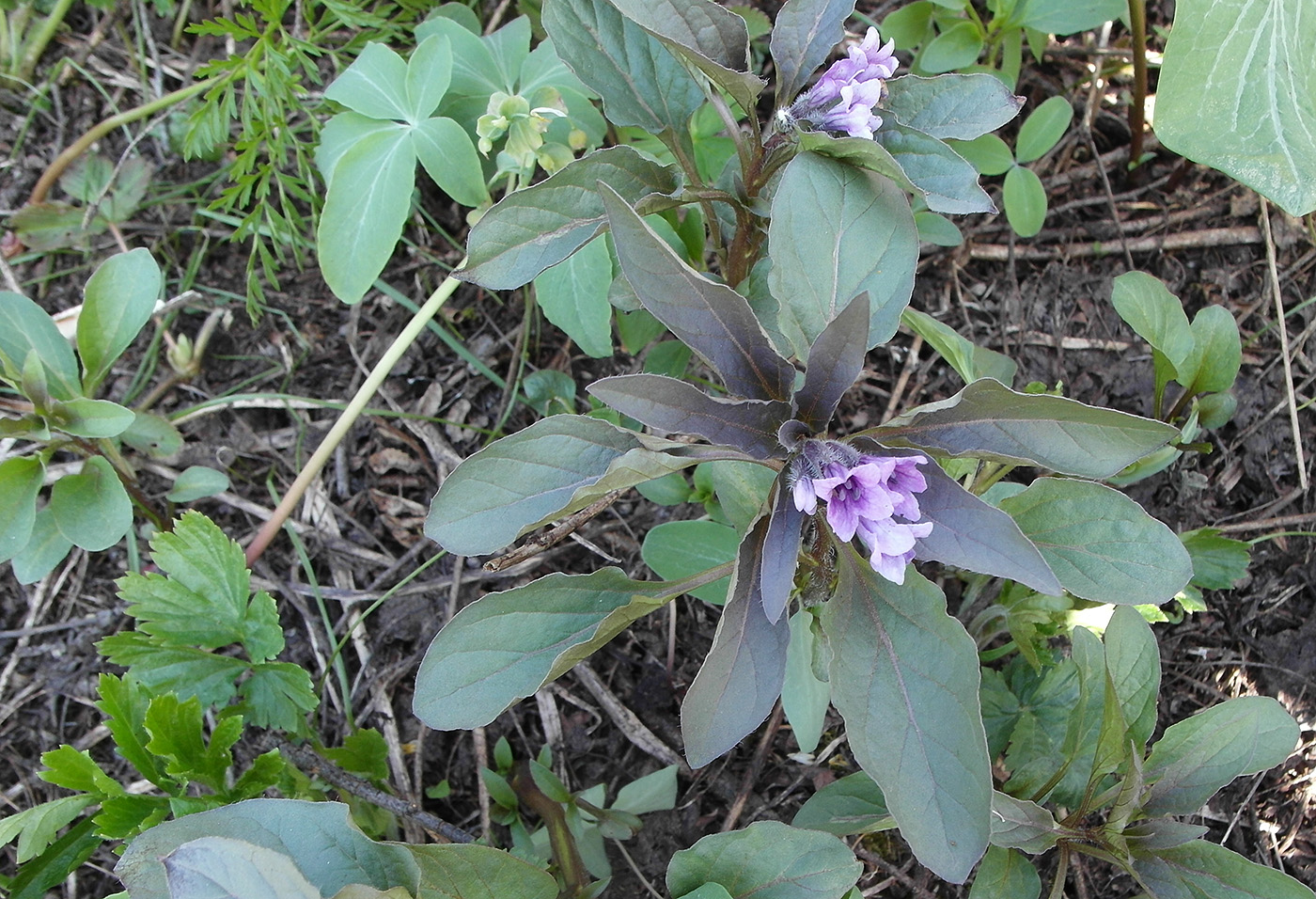 Image of Physochlaina physaloides specimen.