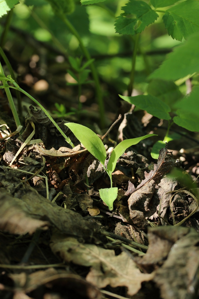 Изображение особи Polygonatum multiflorum.