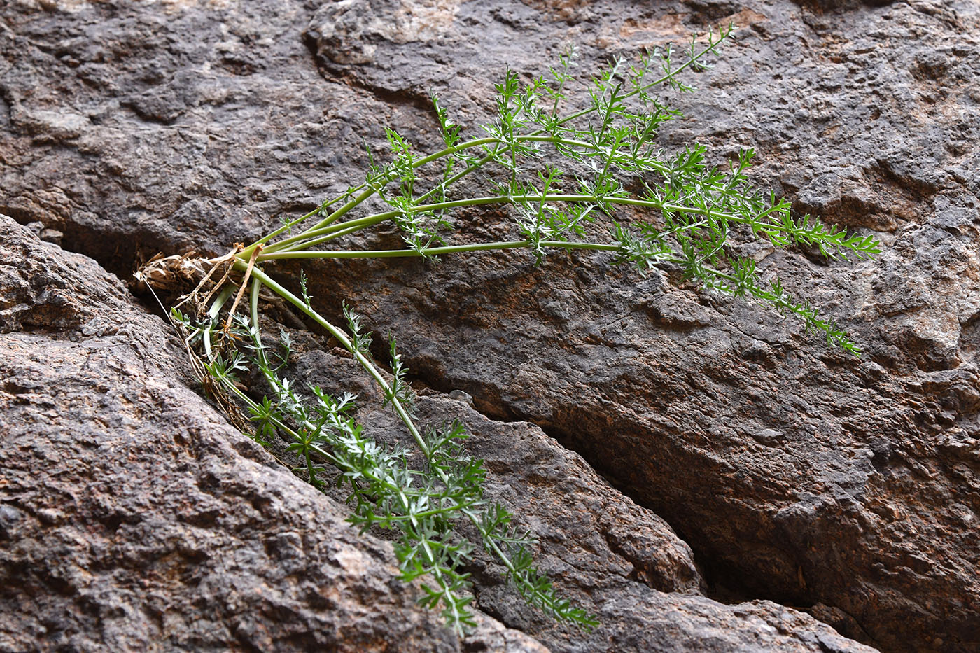 Image of familia Apiaceae specimen.