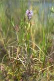 Dactylorhiza psychrophila