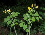 Chelidonium majus. Верхние части растений с цветками и завязавшимися плодами. Ульяновская обл., г. Димитровград, промзона, пойма р. Мал. Ерыклы, опушка местами заболоченного черноольхового леса. 04.05.2023.