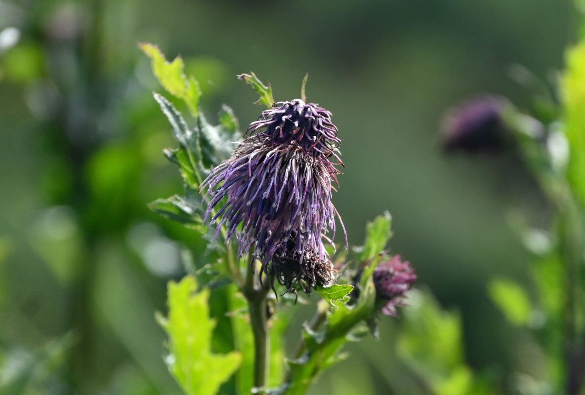 Image of Cirsium kamtschaticum specimen.