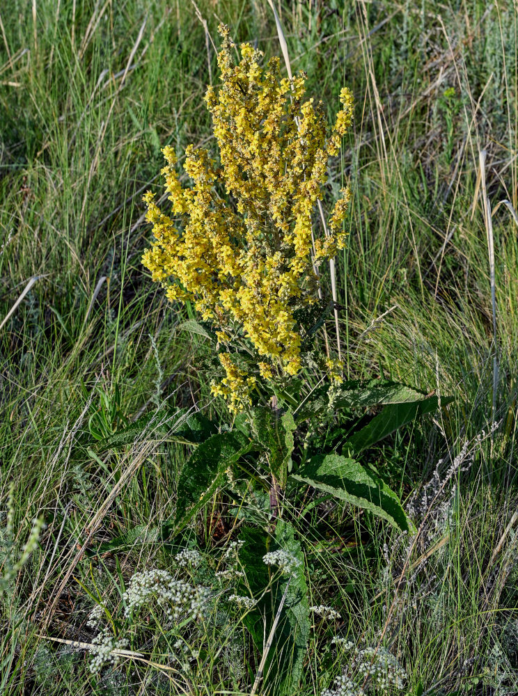 Изображение особи Verbascum lychnitis.