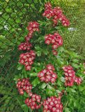 Смотреть изображение Crataegus × media