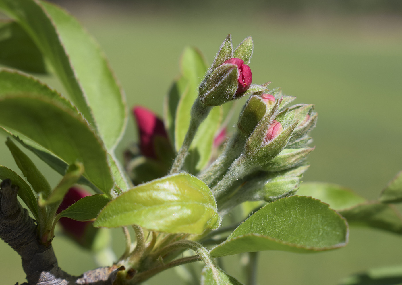 Image of Malus prunifolia specimen.