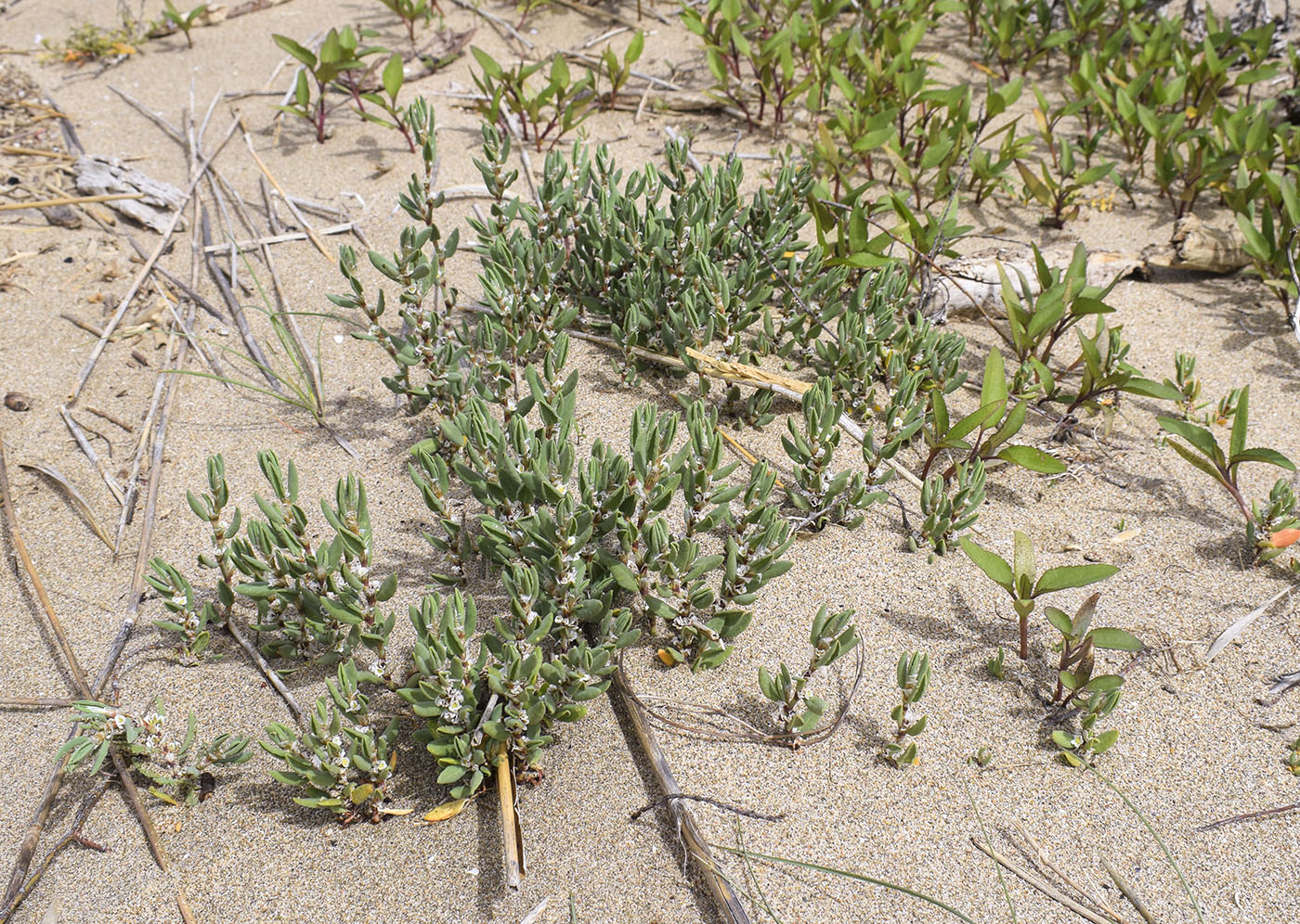 Image of Polygonum maritimum specimen.