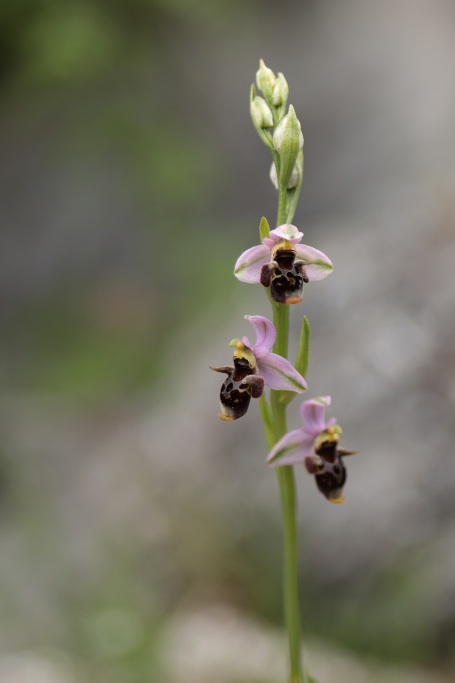 Изображение особи Ophrys oestrifera.