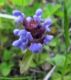 Prunella vulgaris. Соцветие с цветками и бутонами. Коми, окр. г. Сыктывкар, долина р. Вычегда, Алёшино, низкотравная поляна в молодом ельнике. 24.06.2010.