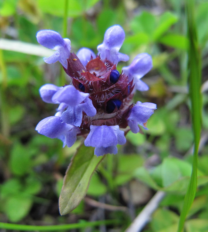 Image of Prunella vulgaris specimen.