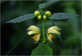 Galeobdolon luteum. Соцветие. Московская обл., Раменский р-н, окр. ж.-д. платформы Хрипань, смешанный лес у ЛЭП. 23.05.2024.