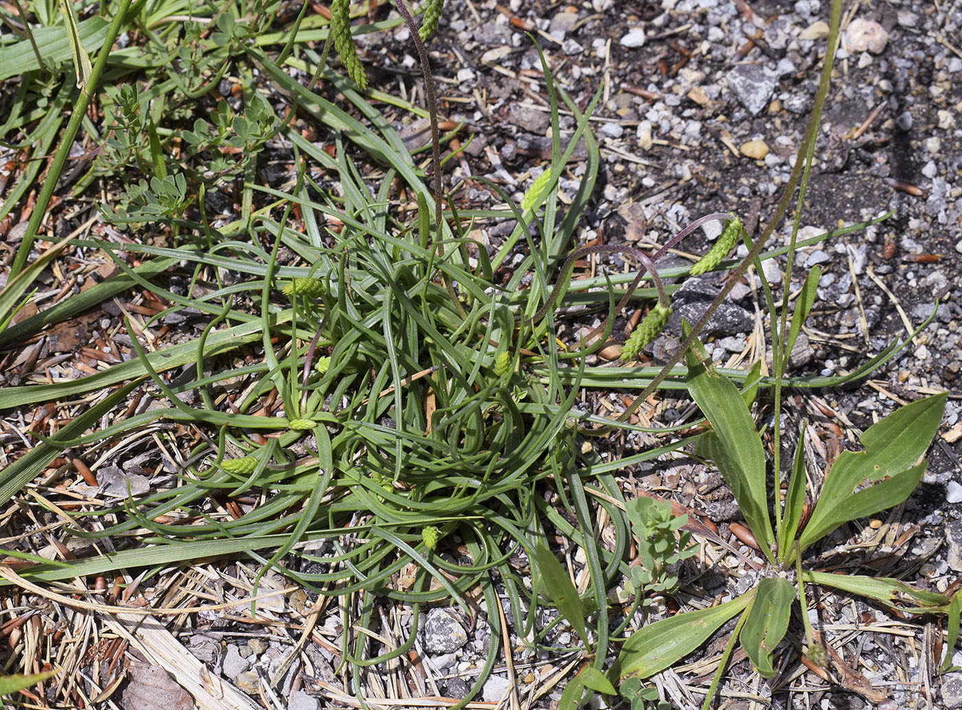 Image of Plantago maritima ssp. serpentina specimen.