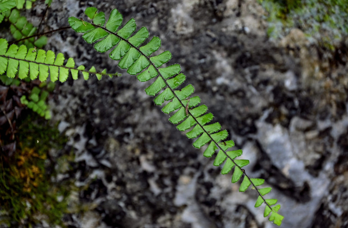 Image of Adiantum malesianum specimen.