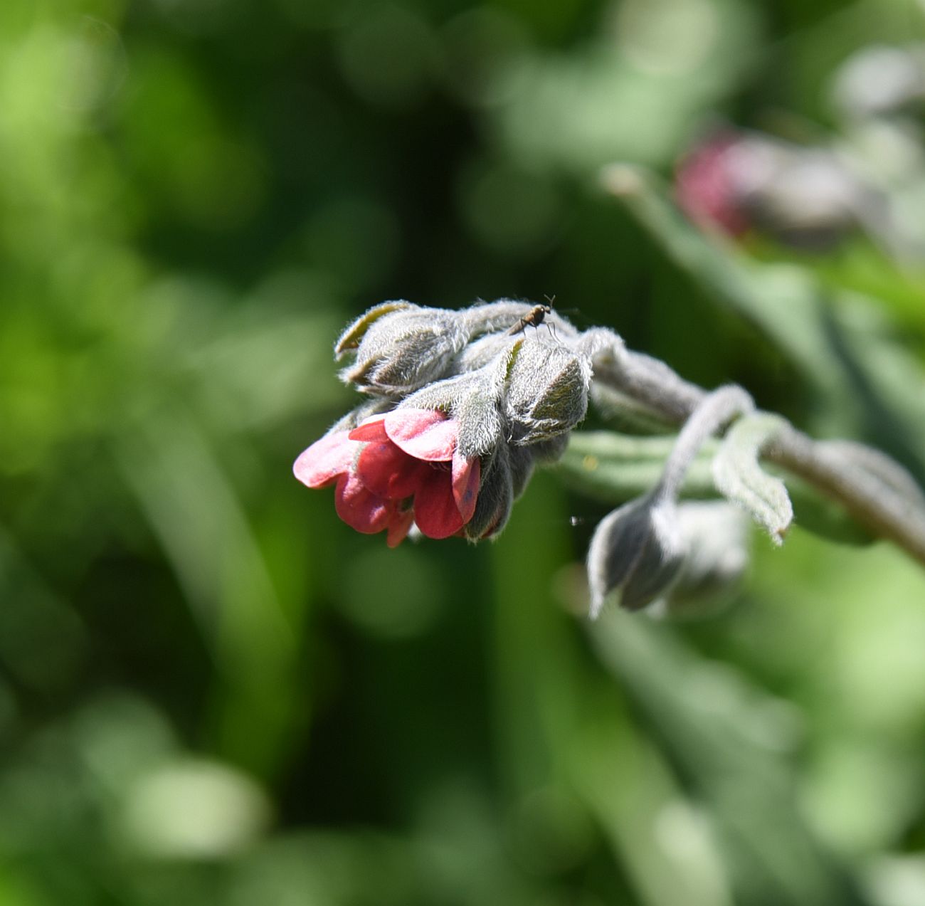 Изображение особи Cynoglossum officinale.