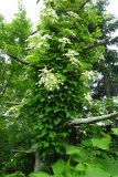 Hydrangea petiolaris