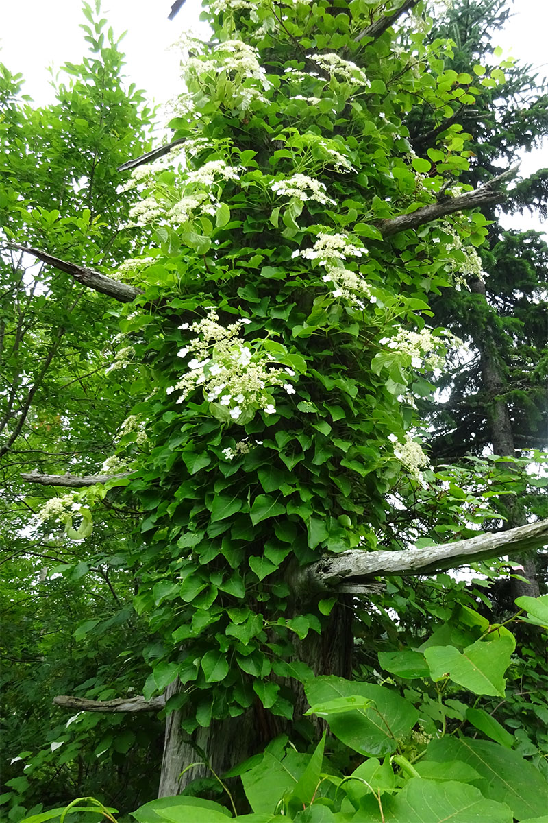 Image of Hydrangea petiolaris specimen.