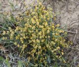 Ephedra distachya