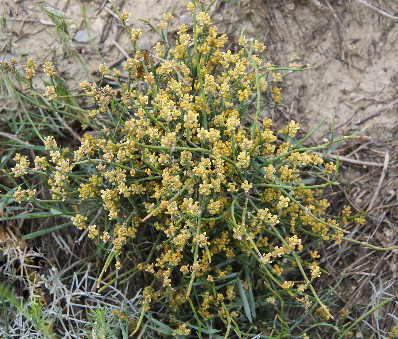 Image of Ephedra distachya specimen.