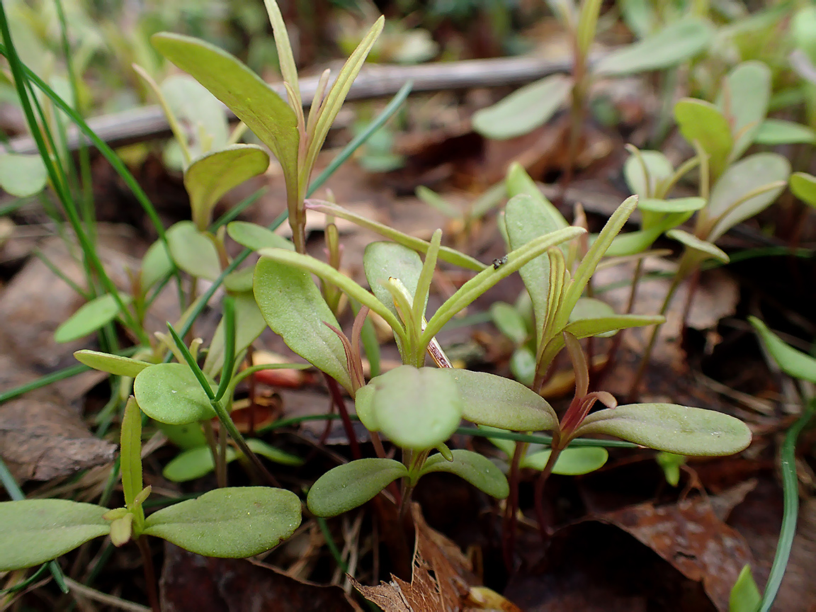 Изображение особи Melampyrum nemorosum.