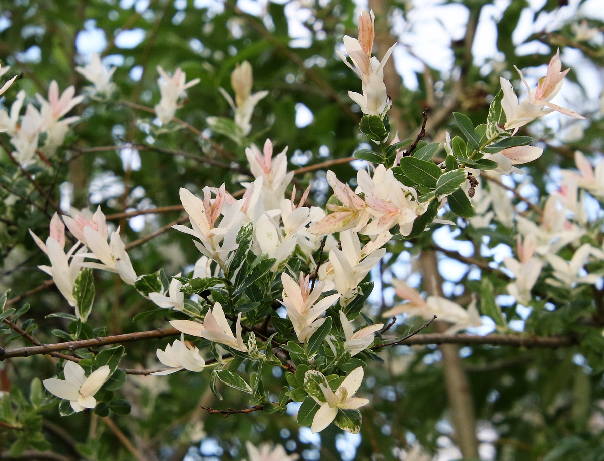 Image of Salix integra specimen.