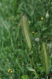 genus Hordeum