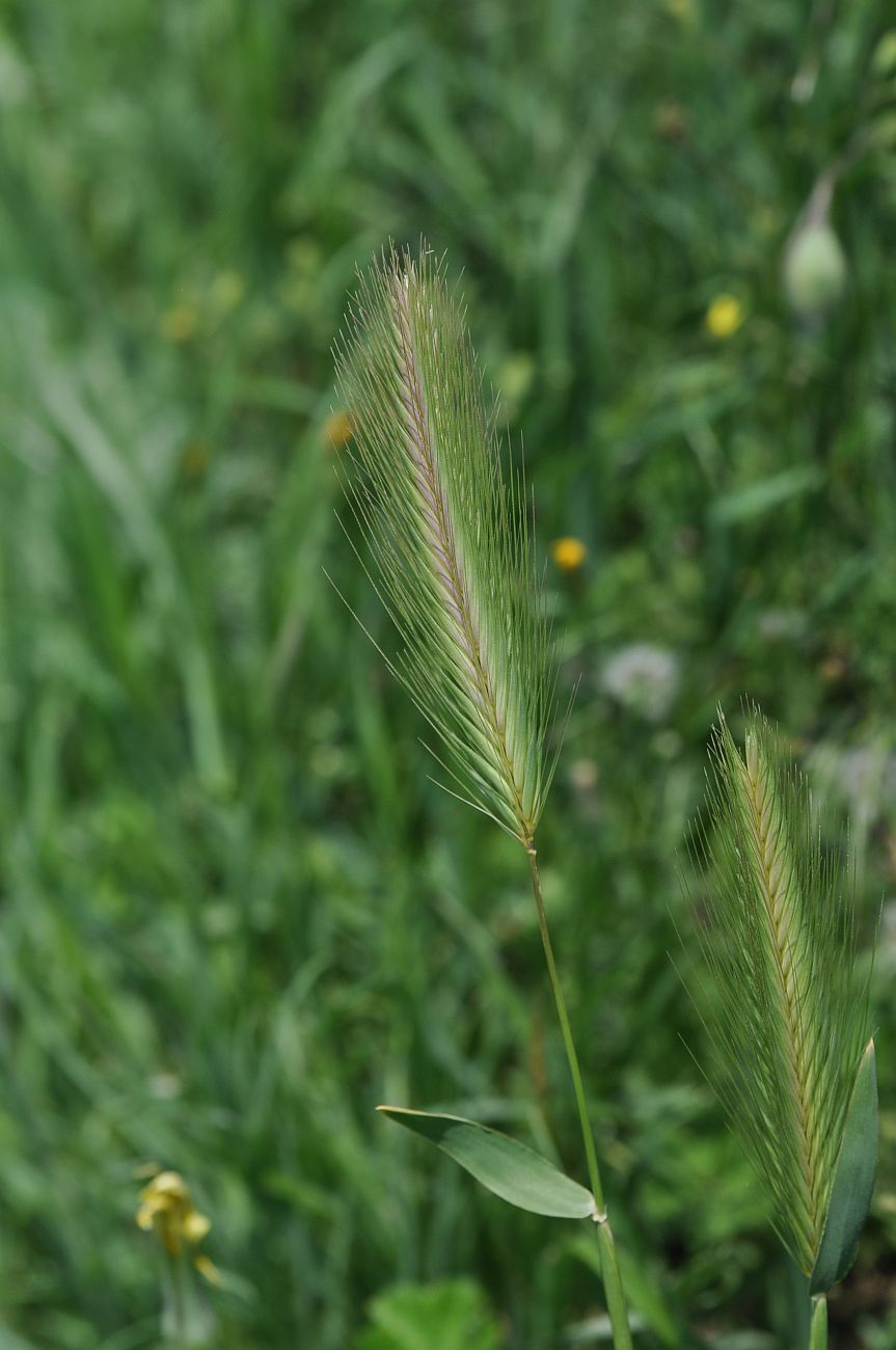 Image of genus Hordeum specimen.