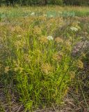 Sium latifolium. Плодоносящие растения. Санкт-Петербург, Приморский р-н, заказник «Северное побережье Невской губы», берег Финского залива, заваленный обломками сухих побегов тростника пляж. 21.08.2024.