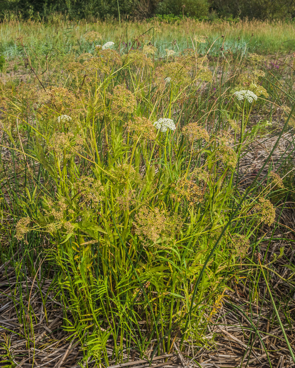 Image of Sium latifolium specimen.