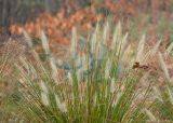 Pennisetum alopecuroides. Верхушка плодоносящего растения. Краснодарский край, Крымский р-н, станица Неберджаевская, приусадебный участок, в культуре. 17.11.2024.