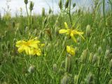 Youngia tenuifolia subspecies altaica. Побеги с соцветиями разной стадии развития. Казахстан, Восточно-Казахстанская обл., Калбинский Алтай, окр. пер. Таргын, склон вост. экспозиции, степь. 9 июля 2024 г.