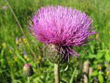 Cirsium heterophyllum