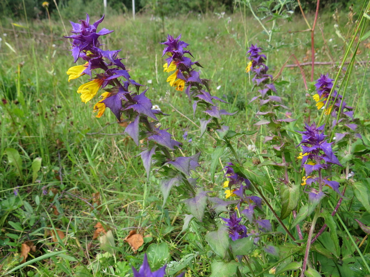 Изображение особи Melampyrum nemorosum.