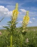 Pedicularis condensata. Верхушки цветущих растений. Карачаево-Черкесия, Зеленчукский р-н, гора Джисса, ≈ 1600 м н.у.м., субальпийский луг. 14.06.2024.