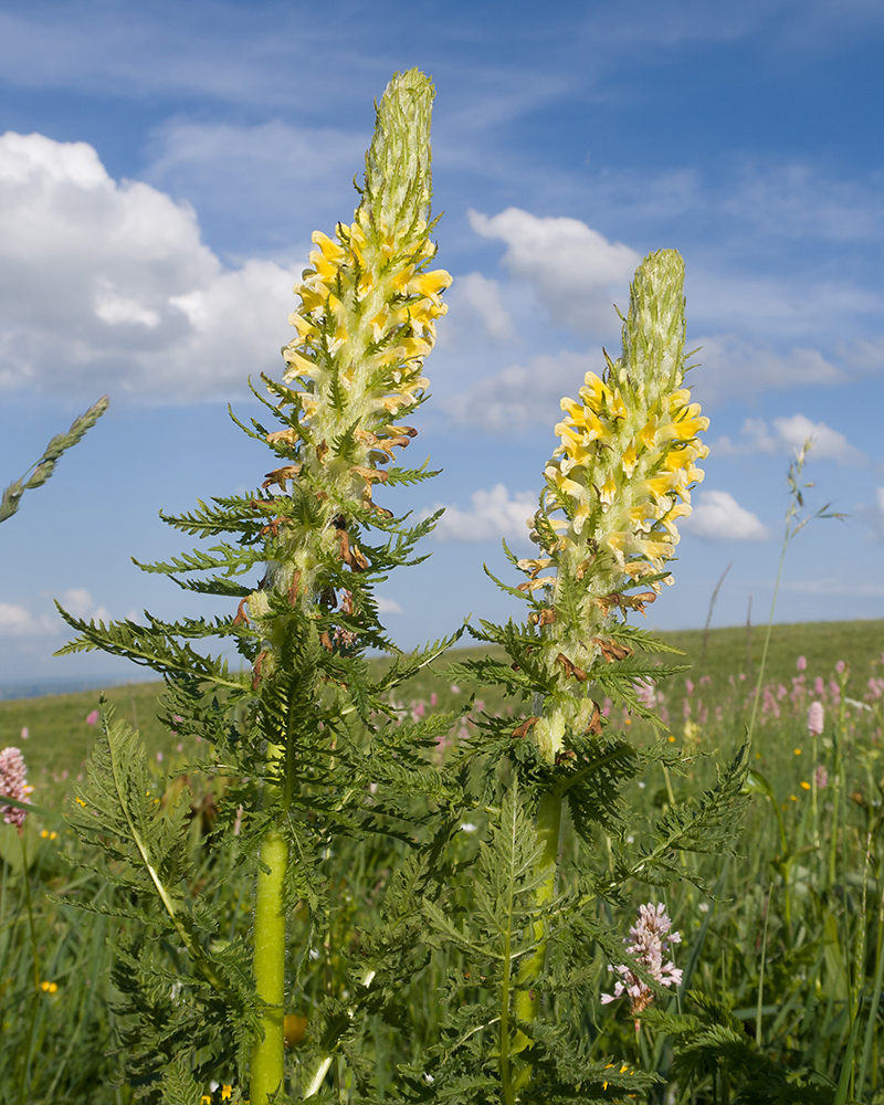 Image of Pedicularis condensata specimen.