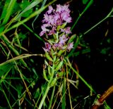 Anacamptis pyramidalis