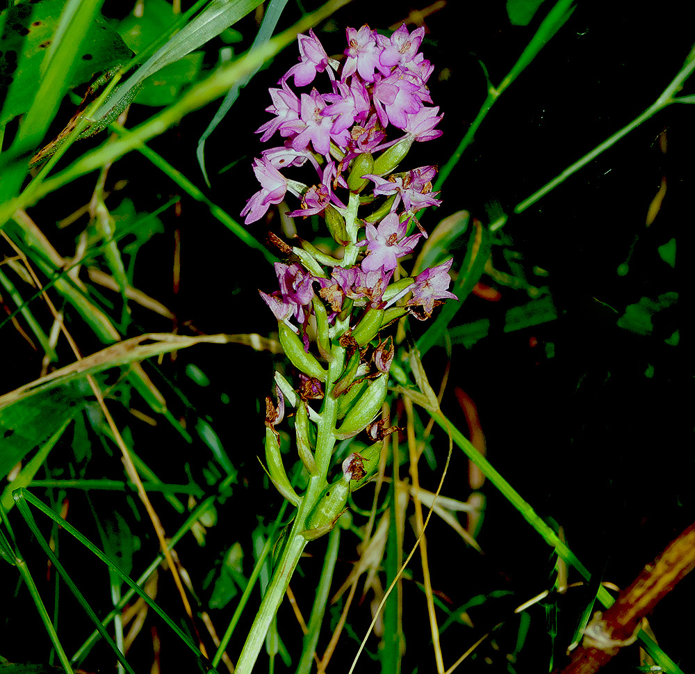 Изображение особи Anacamptis pyramidalis.