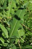 Sonchus arvensis