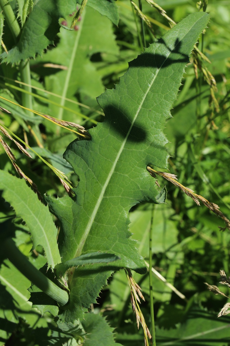 Изображение особи Sonchus arvensis.