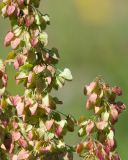 Rumex aquaticus