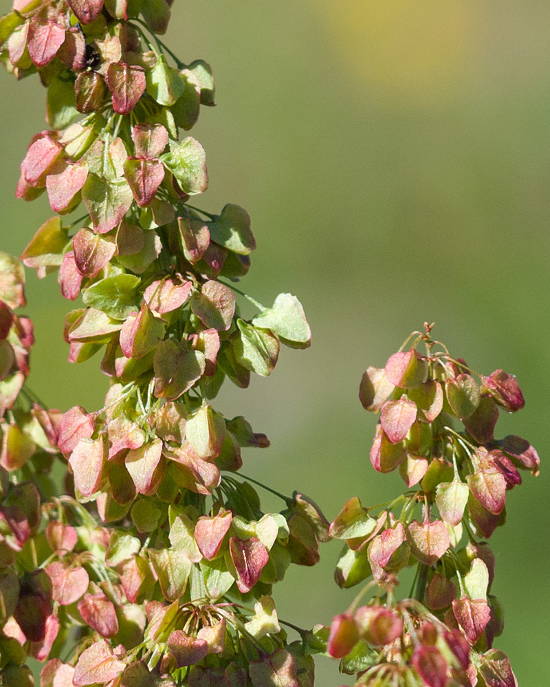 Image of Rumex aquaticus specimen.